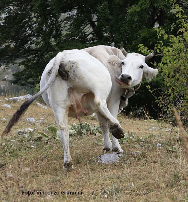 Mucca linguacciuta